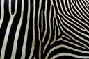 <p>Hit your style with Zebra</p>